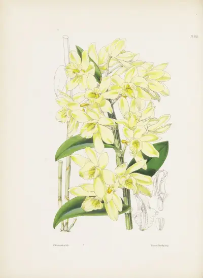 Dendrobium s bledě žlutými květy (Dendrobium luteolum), James Bateman