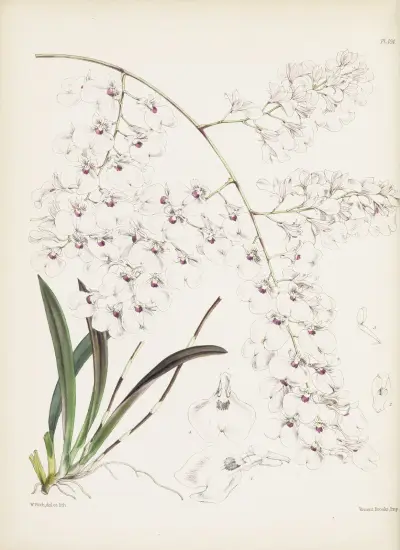 Panicled lonopsis (Lonopsis paniculata) av James Bateman