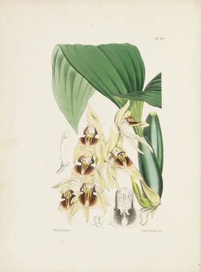Reddish-brown Coelogyne (Coelogyne fuscescens) av James Bateman