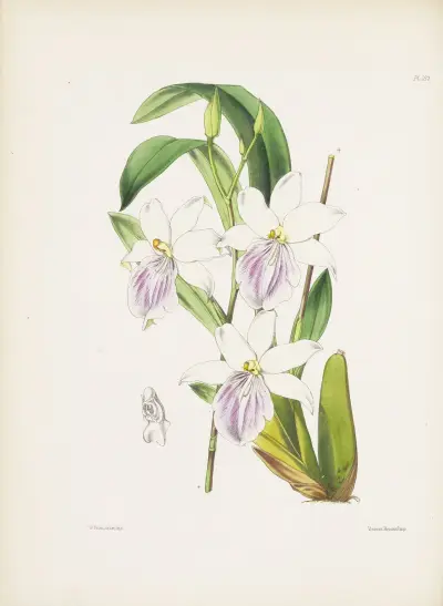 Regnell’s Miltonia (Miltonia regnelli) av James Bateman