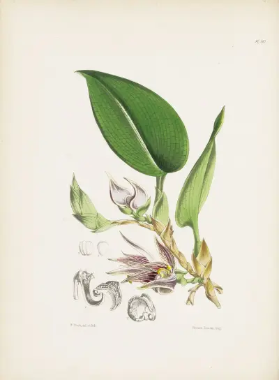 Reticulated-leaved Bolbophyllum (Bolbophyllum reticulatum) av James Bateman