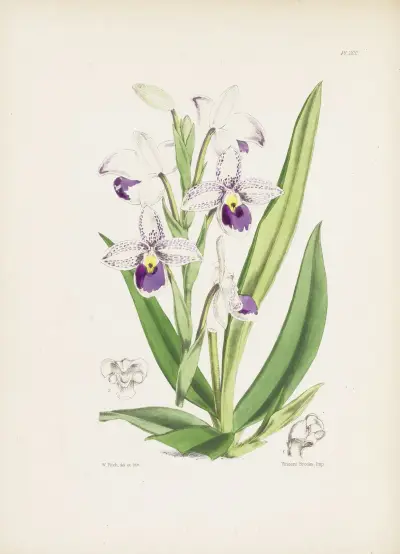 Schlim’s Lady’s-slipper (Cypripedium schlimii) av James Bateman