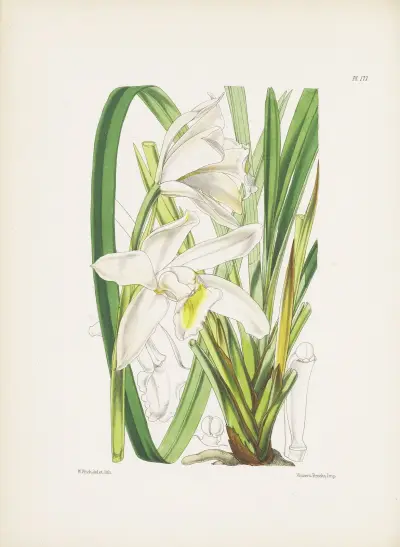 The Ivory Cymbidium (Cymbidium eburneum) av James Bateman