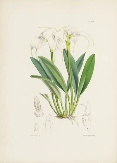 The Tovar Masdevallia (Masdevallia tovarensis) av James Bateman