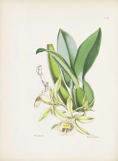 Trichopilia turialvae, James Bateman
