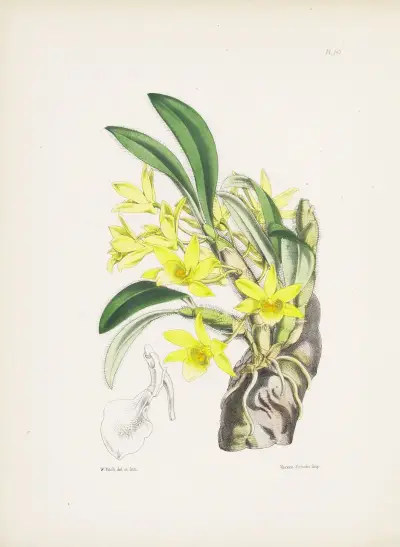 White-haired Dendrobium (Dendrobium senile) av James Bateman