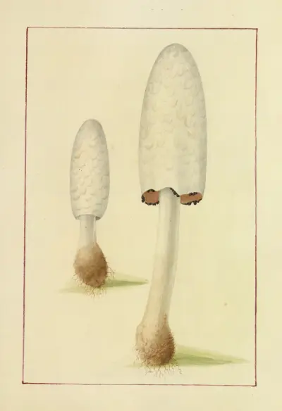 Icons fungorum circa Halifax sponte Nascentium Pl.042 av James Bolton