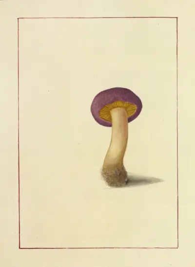 Icons fungorum circa Halifax sponte Nascentium Pl.043 av James Bolton