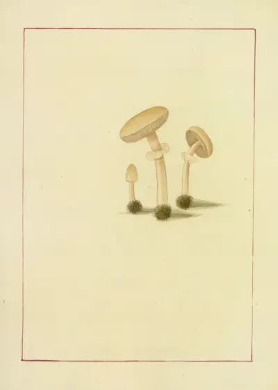 Icons fungorum circa Halifax sponte Nascentium Pl.057 av James Bolton