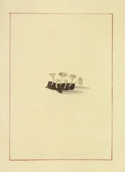 Icons fungorum circa Halifax sponte Nascentium Pl.068 av James Bolton