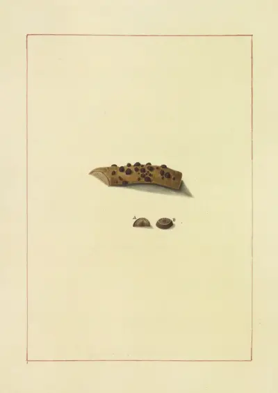 Icons fungorum circa Halifax sponte Nascentium Pl.079 av James Bolton
