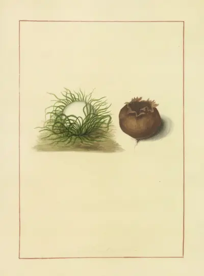 Icons fungorum circa Halifax sponte Nascentium Pl.083 av James Bolton