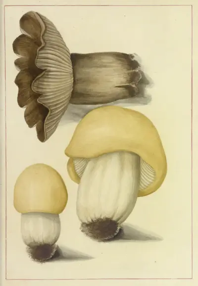 Icons fungorum circa Halifax sponte Nascentium Pl.089 av James Bolton