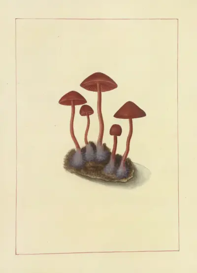 Icons fungorum circa Halifax sponte Nascentium Pl.091 av James Bolton