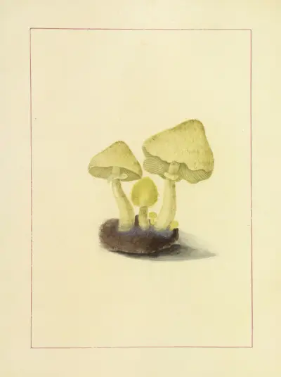 Icons fungorum circa Halifax sponte Nascentium Pl.097 av James Bolton