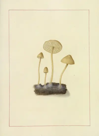 Icons fungorum circa Halifax sponte Nascentium Pl.099 av James Bolton