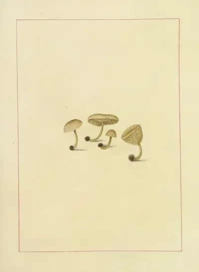 Icons fungorum circa Halifax sponte Nascentium Pl.100 av James Bolton
