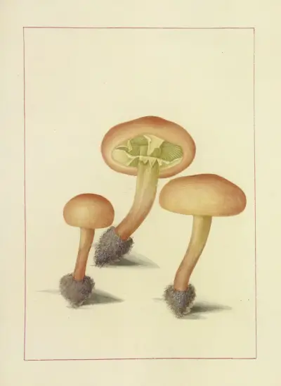 Icons fungorum circa Halifax sponte Nascentium Pl.101 av James Bolton