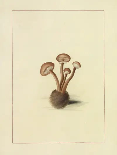 Icons fungorum circa Halifax sponte Nascentium Pl.102 av James Bolton
