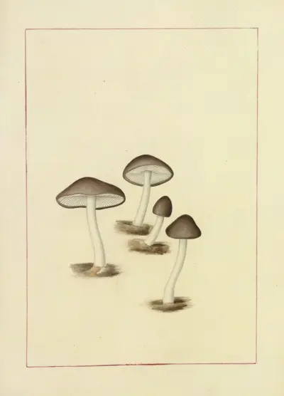 Icons fungorum circa Halifax sponte Nascentium Pl.103 av James Bolton