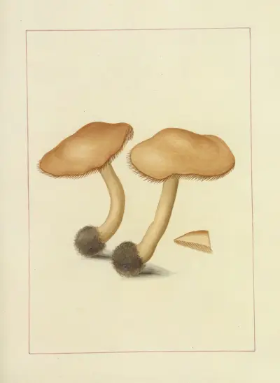 Icons fungorum circa Halifax sponte Nascentium Pl.115 av James Bolton