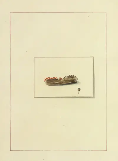 Icons fungorum circa Halifax sponte Nascentium Pl.116 av James Bolton
