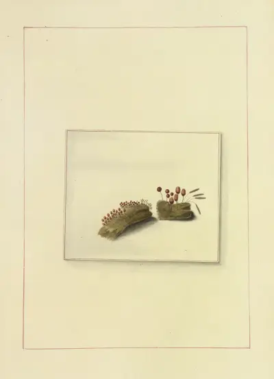 Icons fungorum circa Halifax sponte Nascentium Pl.117 av James Bolton