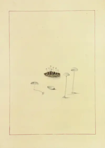Icons fungorum circa Halifax sponte Nascentium Pl.118 av James Bolton