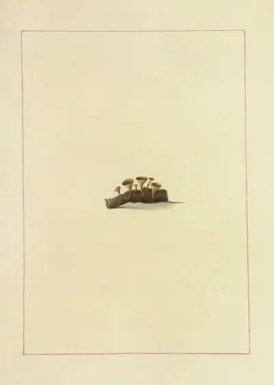 Icons fungorum circa Halifax sponte Nascentium Pl.119 av James Bolton