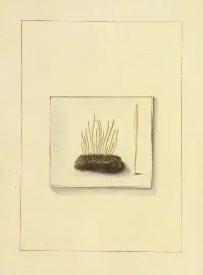 Icons fungorum circa Halifax sponte Nascentium Pl.124 av James Bolton