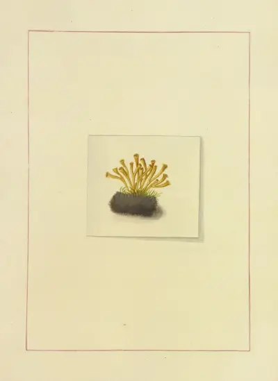 Icons fungorum circa Halifax sponte Nascentium Pl.125 av James Bolton