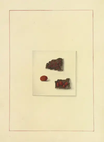 Icons fungorum circa Halifax sponte Nascentium Pl.129 av James Bolton