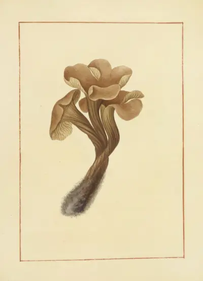 Icons fungorum circa Halifax sponte Nascentium Pl.138 av James Bolton