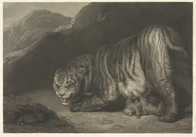 Tigress, James Northcote