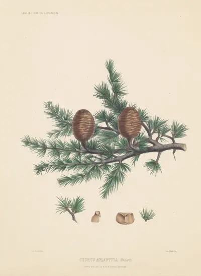 Cedrus atlantica av Edward James Ravenscroft