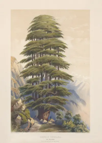 Cedrus deodara – Twin Deodara at Nachar av Edward James Ravenscroft