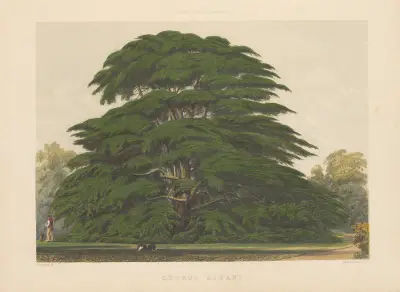 Cedrus libani, 1884 – nr 2 av Edward James Ravenscroft