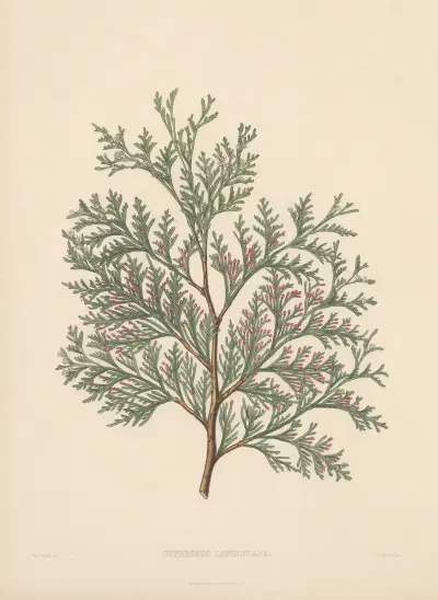 Cupressus Lawsoniana av Edward James Ravenscroft