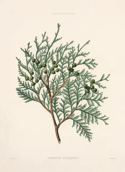 Cupressus nutkaensis av Edward James Ravenscroft