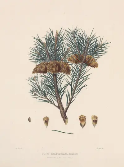 Pinus fremontiana av Edward James Ravenscroft