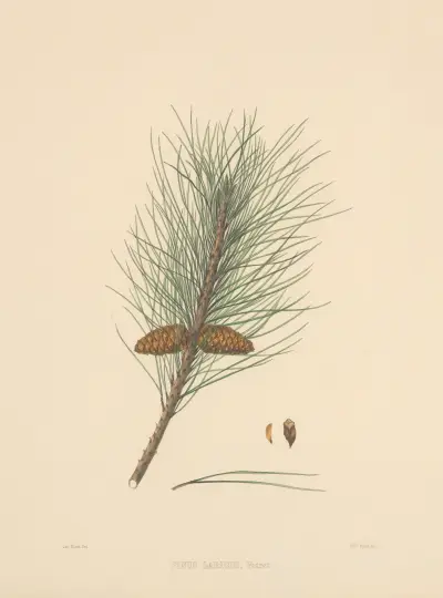 Pinus Laricio av Edward James Ravenscroft