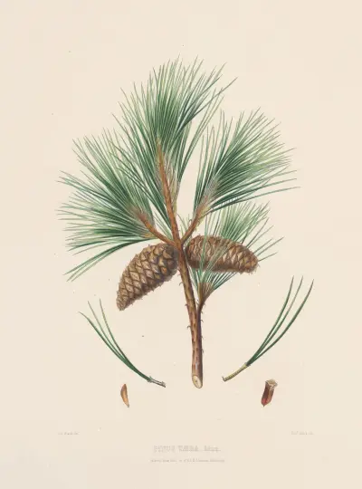 Pinus taeda av Edward James Ravenscroft