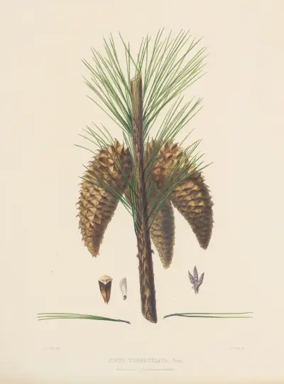Pinus tuberculata av Edward James Ravenscroft