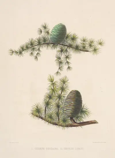 Unripe Cones of Cedrus Deodara and Cedrus Libani av Edward James Ravenscroft