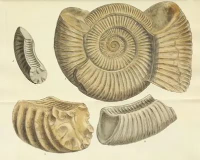 The mineral conchology of Great Britain Pl.478 von James Sowerby