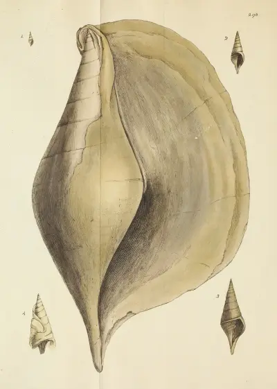 The mineral conchology of Great Britain Pl.483 von James Sowerby