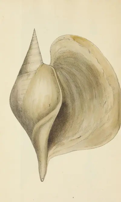 The mineral conchology of Great Britain Pl.484 von James Sowerby