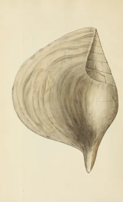 The mineral conchology of Great Britain Pl.485 von James Sowerby