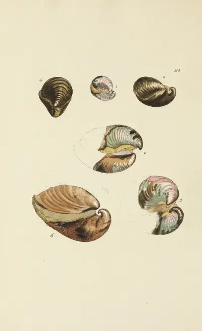 The mineral conchology of Great Britain Pl.489 von James Sowerby