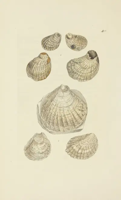 The mineral conchology of Great Britain Pl.492 von James Sowerby